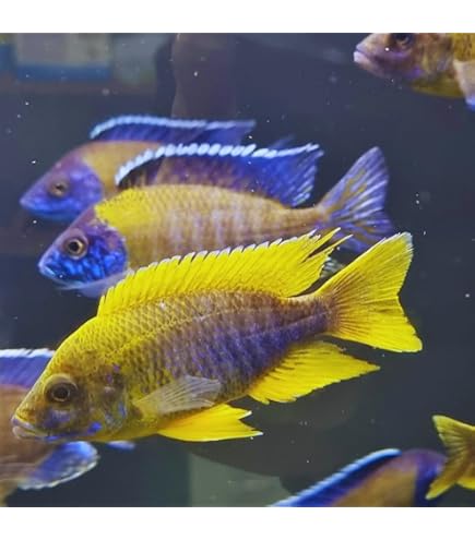 海棲哺乳類大全 小小探险家：海兽归来之海洋生物图鉴，探秘海洋哺乳动物生存方式